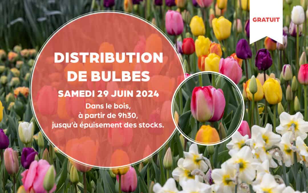 DISTRIBUTION DE BULBES