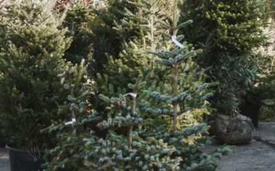 Opération de collecte des sapins pour les recycler